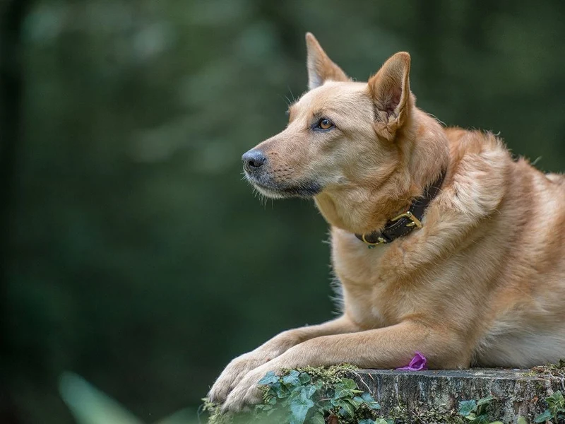 SABRO Hundehalsband CLASSIC Leder