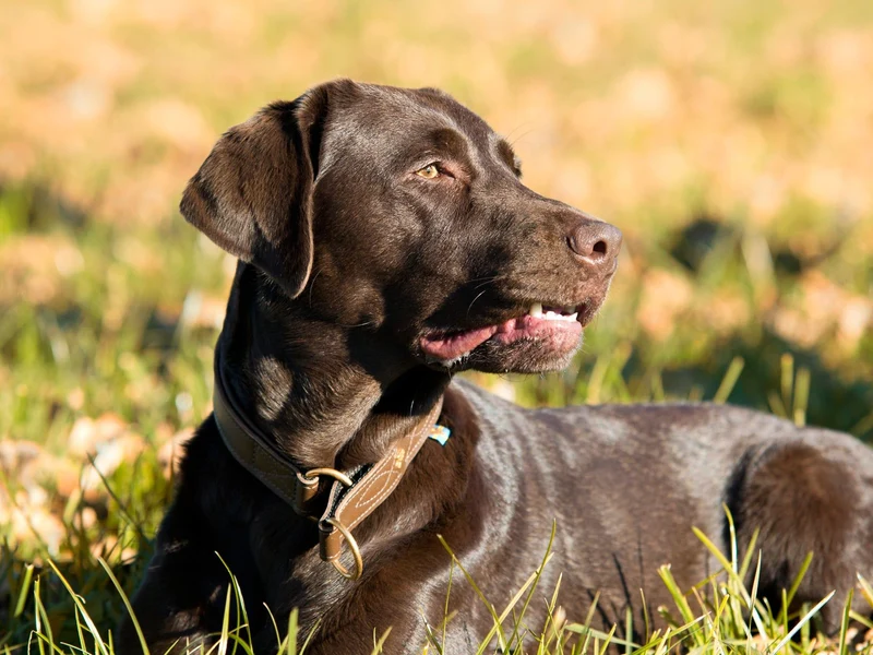 SABRO Hundehalsband CLASSIC Light