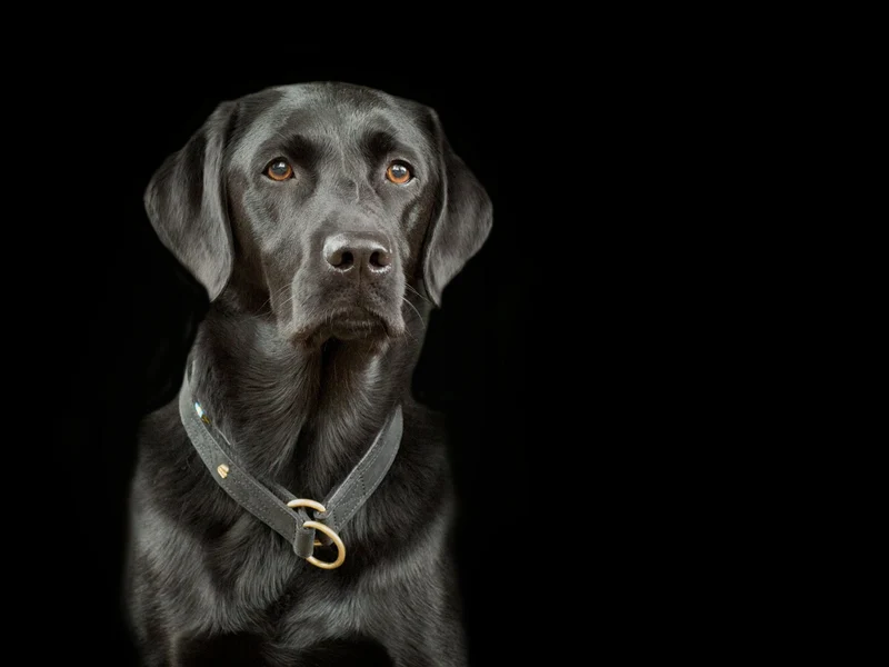 SABRO Hundehalsband CLASSIC Light