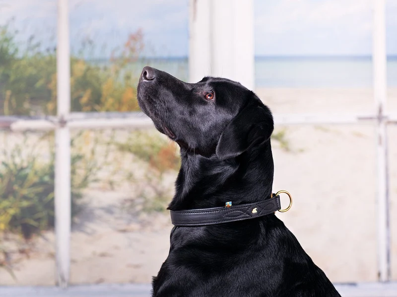 SABRO Hundehalsband CLASSIC Light