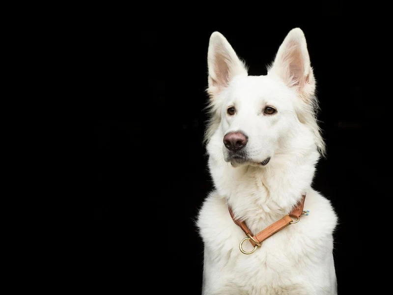 SABRO Hundehalsband CLASSIC Rundzug