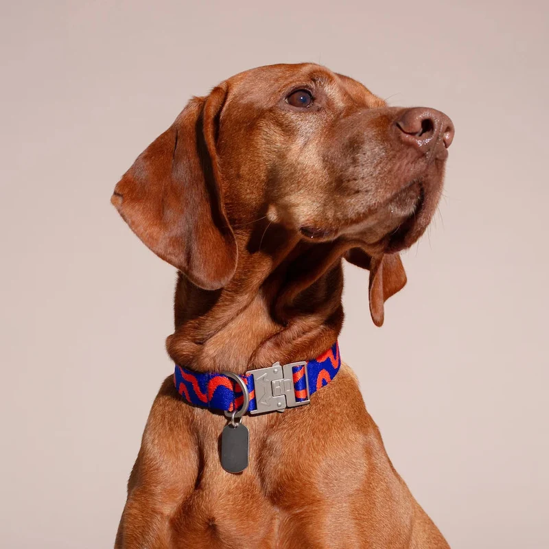 Hundehalsband Rocky Electric