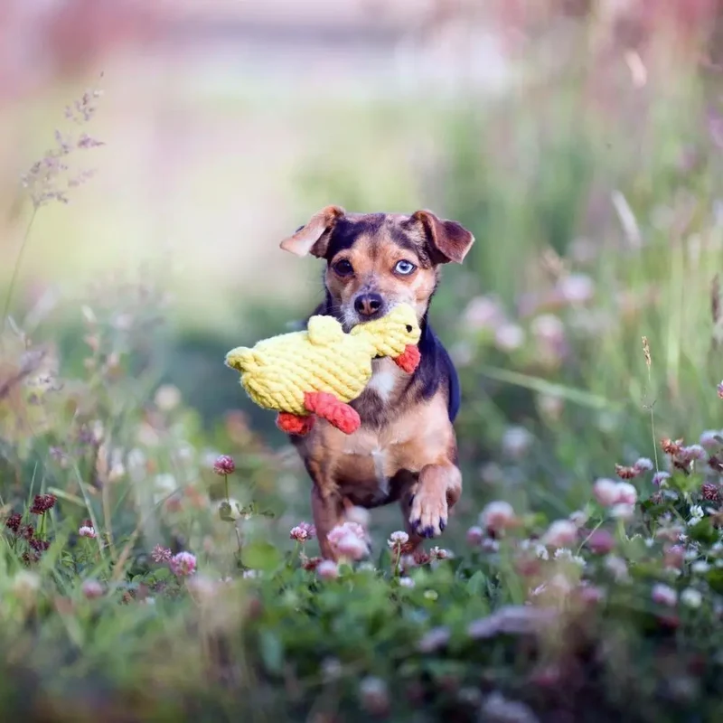 Hundespielzeug Emma Ente