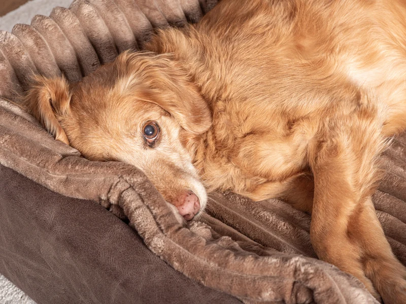 SABRO Hundebett KUDDE veganes Wildleder