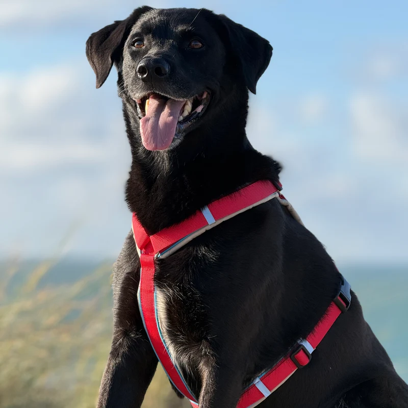 Hundegeschirr Santorini