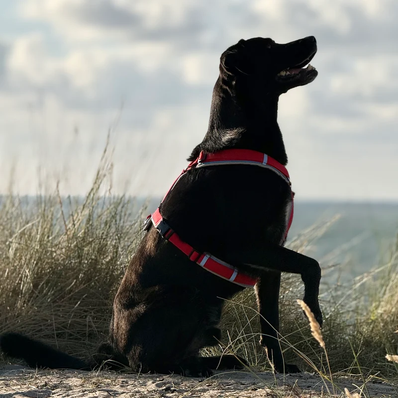 Hundegeschirr Santorini