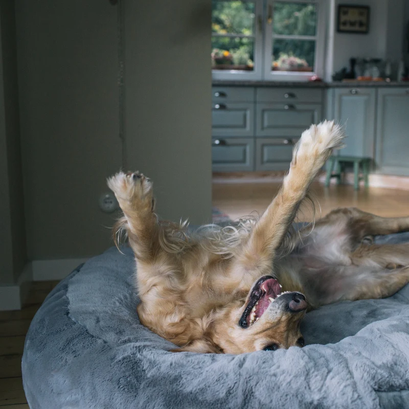 HYGGEBED® - Das orthopädische Hundebett