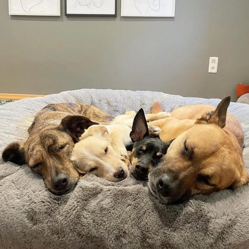 HYGGEBED® - Das orthopädische Hundebett