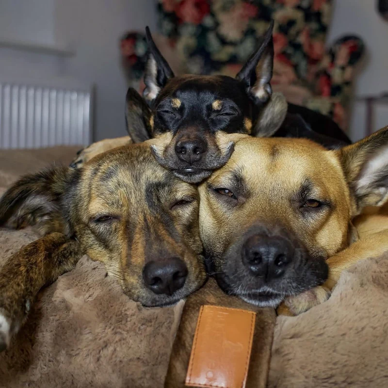 HYGGEBED® - Das orthopädische Hundebett