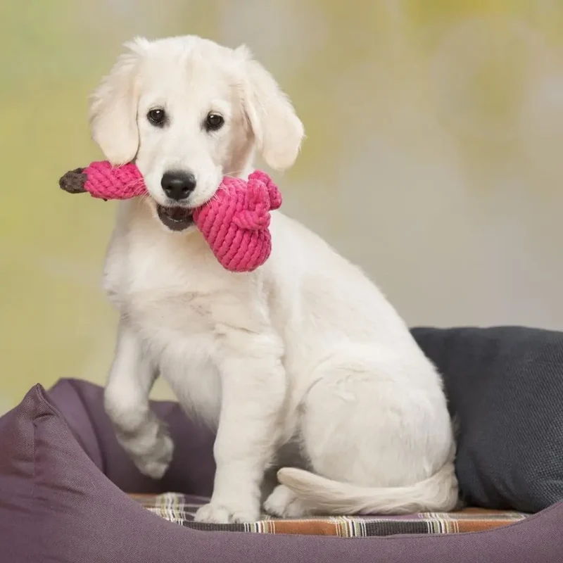 Hundespielzeug Franzi Flamingo