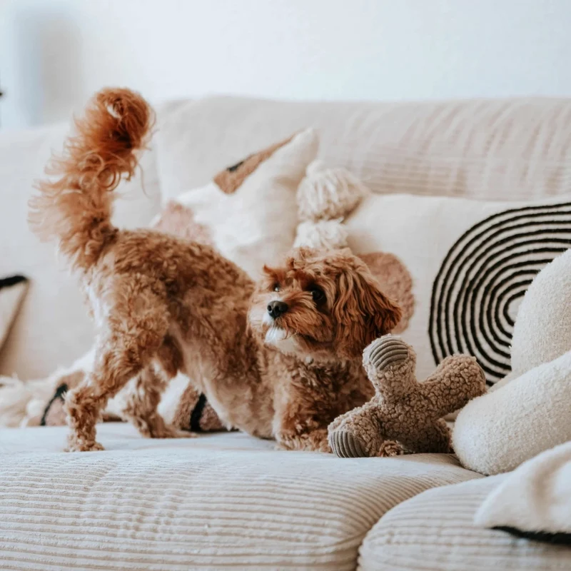 Hundespielzeug Ziggi