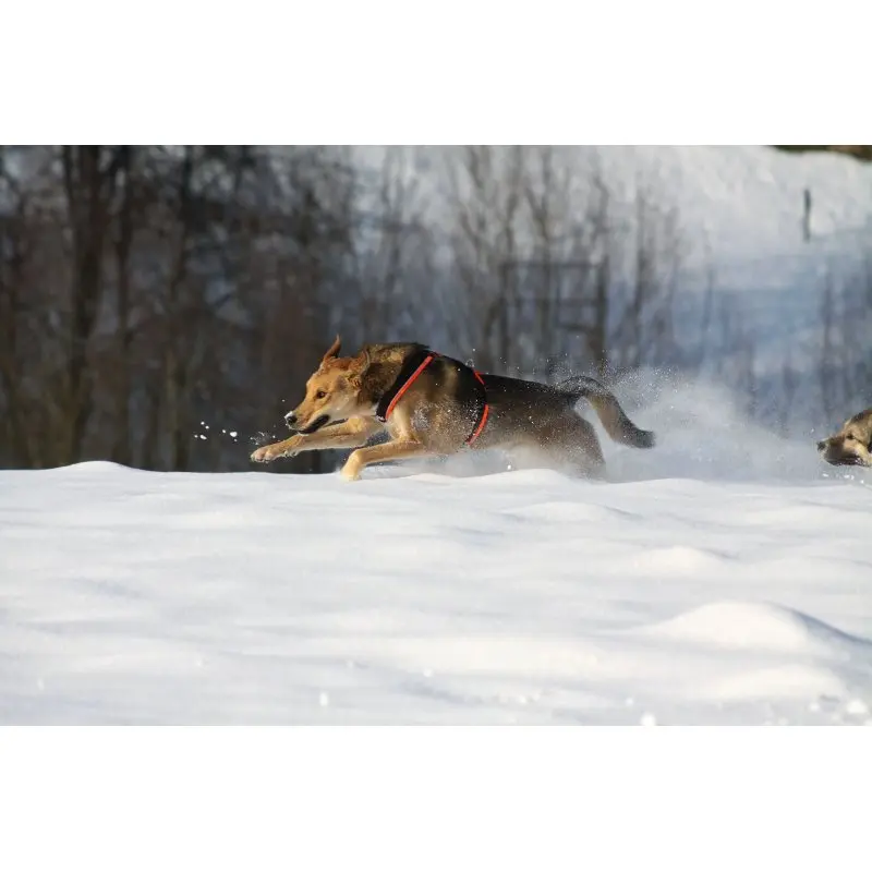 Hundegeschirr Protect