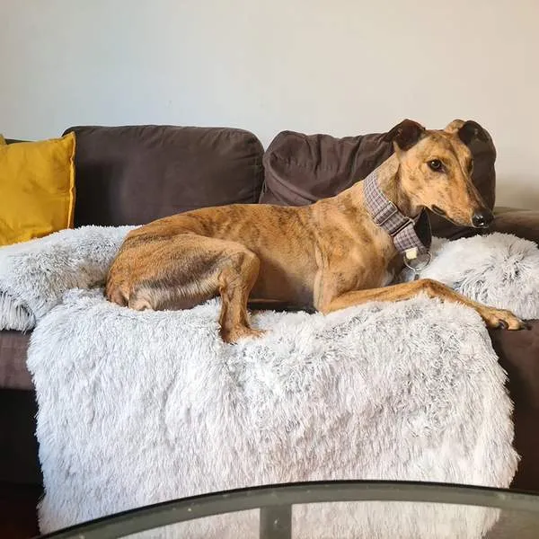 Calming Couch Protector Bed