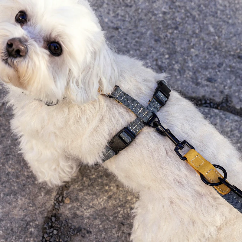 Y-Hundegeschirr Madeira Biscuit