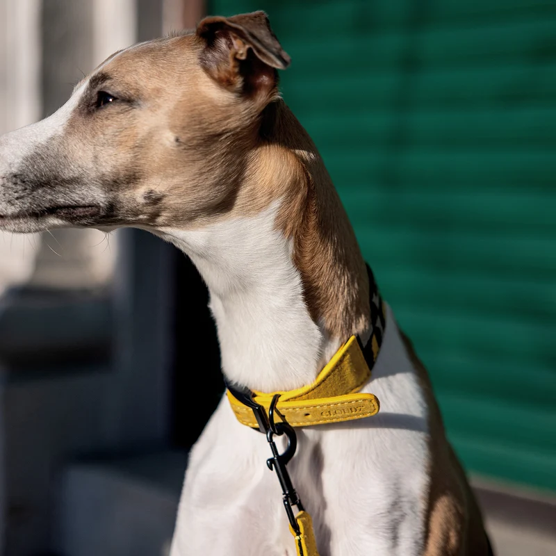 Hundehalsband Wide Maksimir Park Green/Yellow