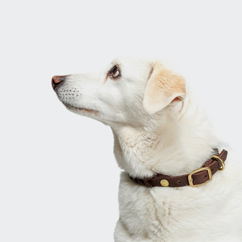 Hundehalsband Central Park Saddle Brown Gold