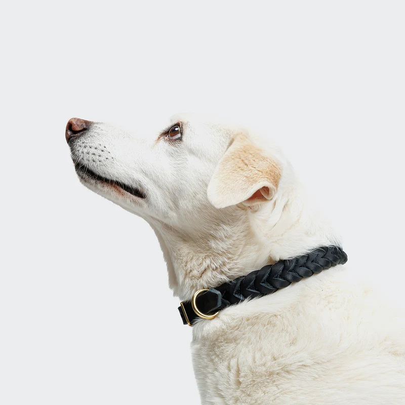 Hundehalsband Central Park Black Gold