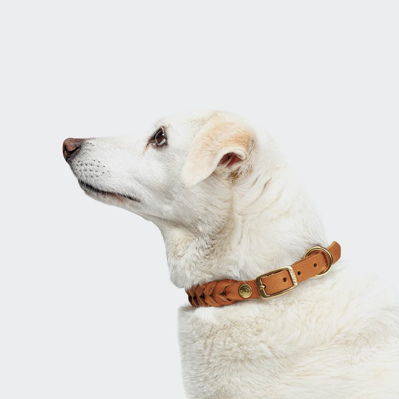 Hundehalsband Central Park Camel Gold