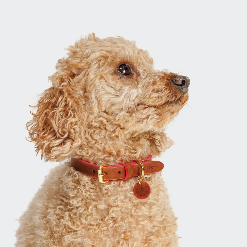 Hundehalsband Prince Park Cognac/Pink