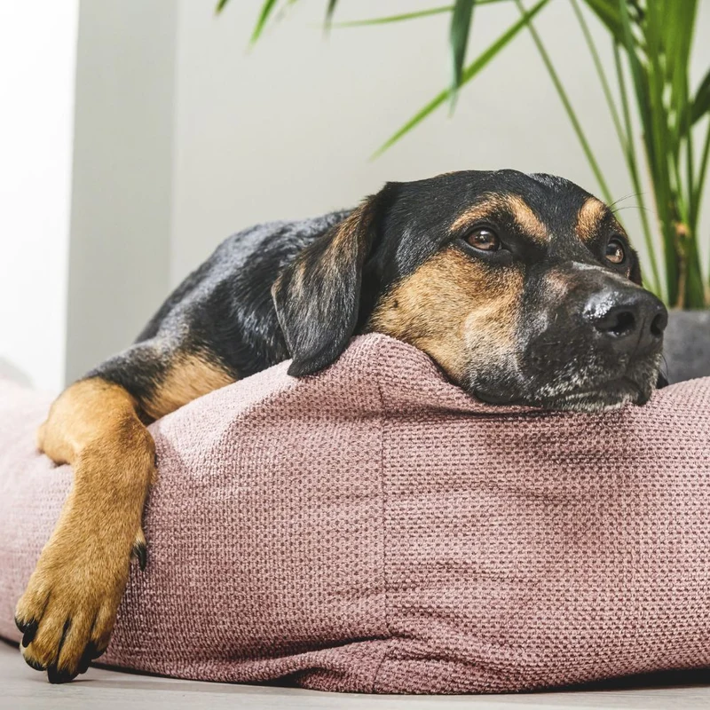 Hundebett Tudor