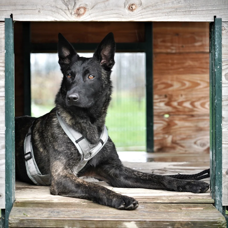 Hundegeschirr Fun Grau-Silber