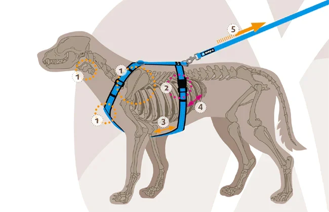 Hundegeschirr Fun Grau-Silber