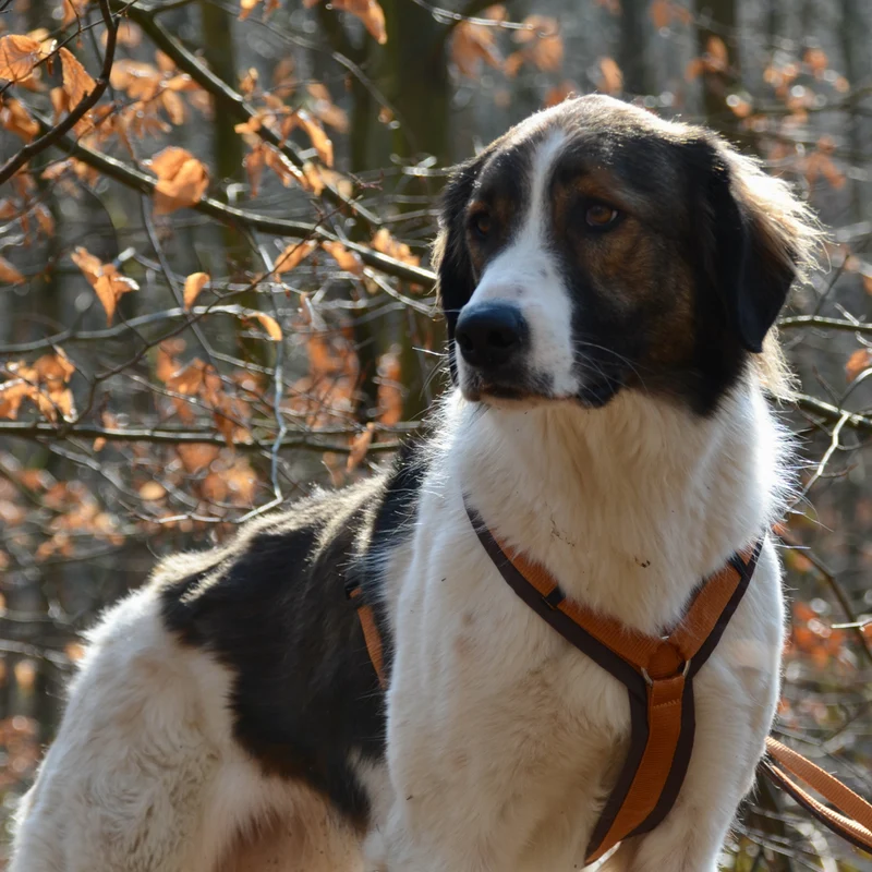 Hundegeschirr Fun Bernstein-Braun