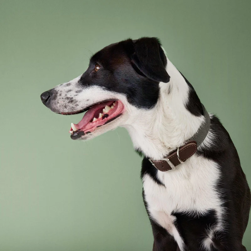 Hundehalsband Tivoli Olive