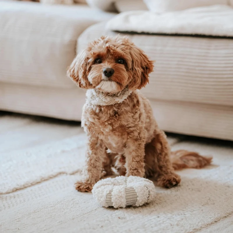 Hundespielzeug Daisy