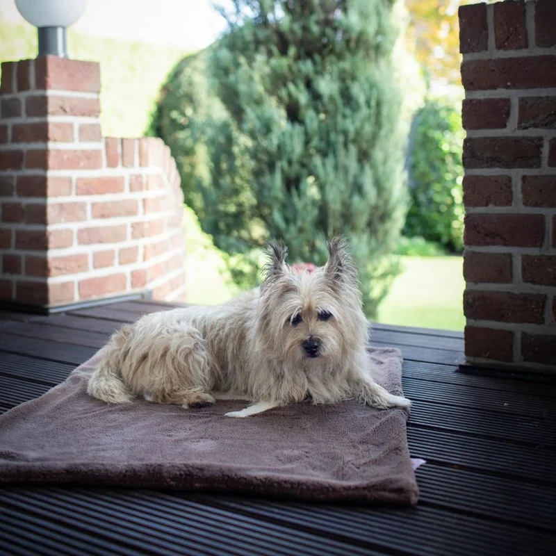 Hundedecke mit Anker braun