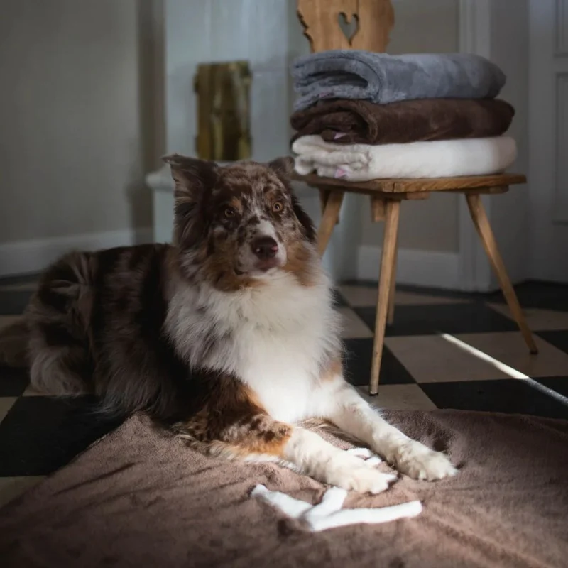 Hundedecke mit Anker braun