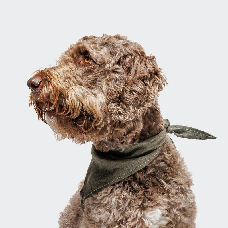 Hundehalstuch mit Namen Jungle