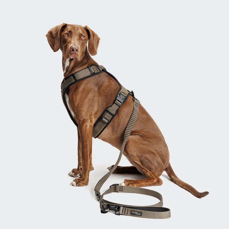 L-2 Jogging-Leine AKTIV Olive