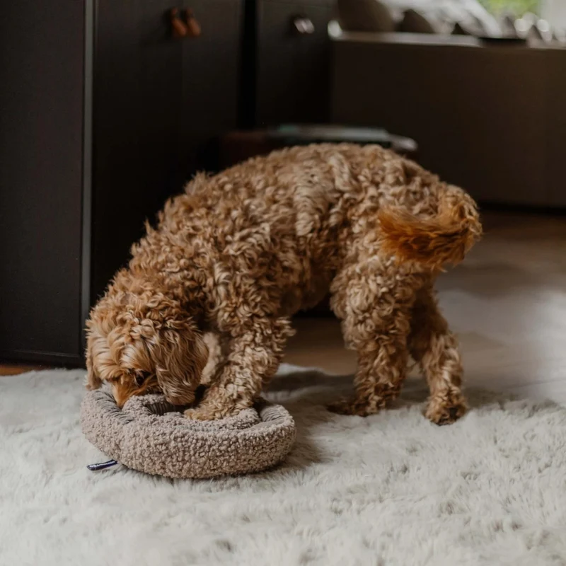 Schnüffelteppich für Hunde - Swirl