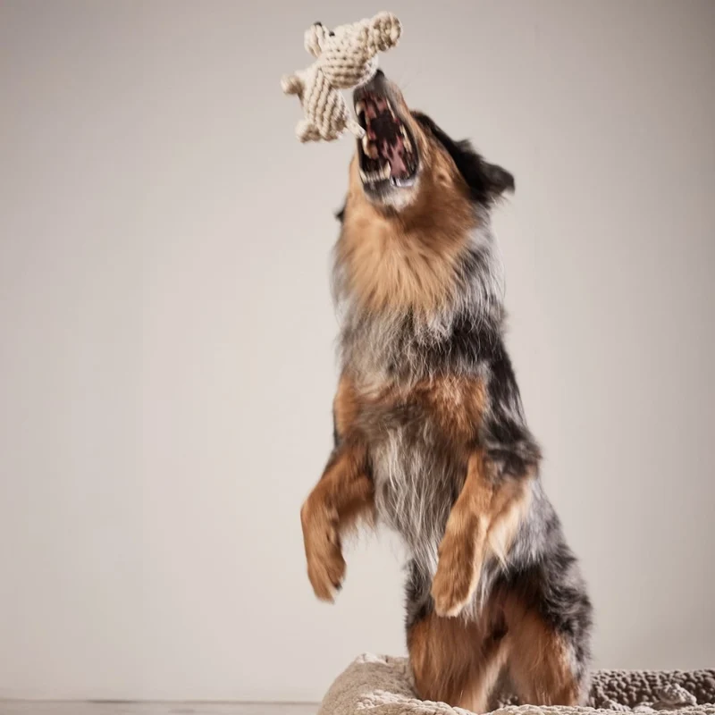 Hundespielzeug Tapsi