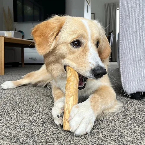 Kauspielzeug Kaffeeholz Coffee Wood Dog Chew Stick